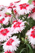 Red and white carnations
