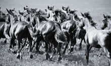 A Herd Of Young Horses