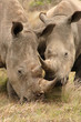 Pair of young African White Rhinocerous (Ceratotherium simum)