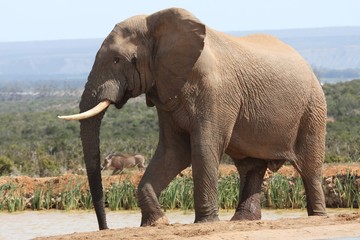 Wall Mural - african elephant in musth
