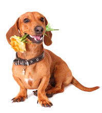 Dachshund Dog Holding A Flower In The Mouth