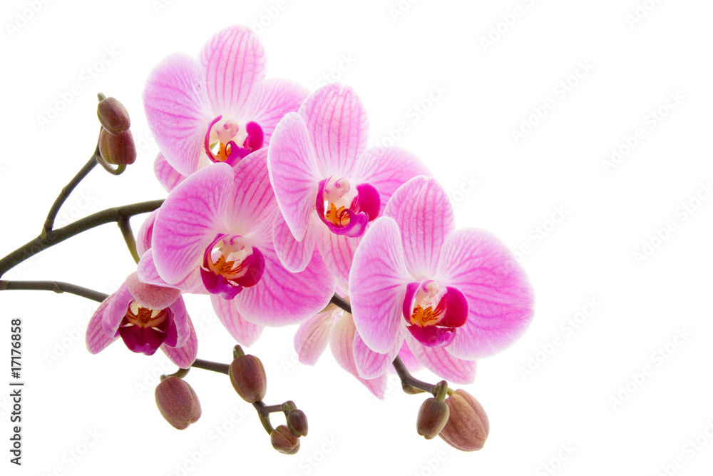 Pink phalaenopsis orchid - obrazy, fototapety, plakaty 