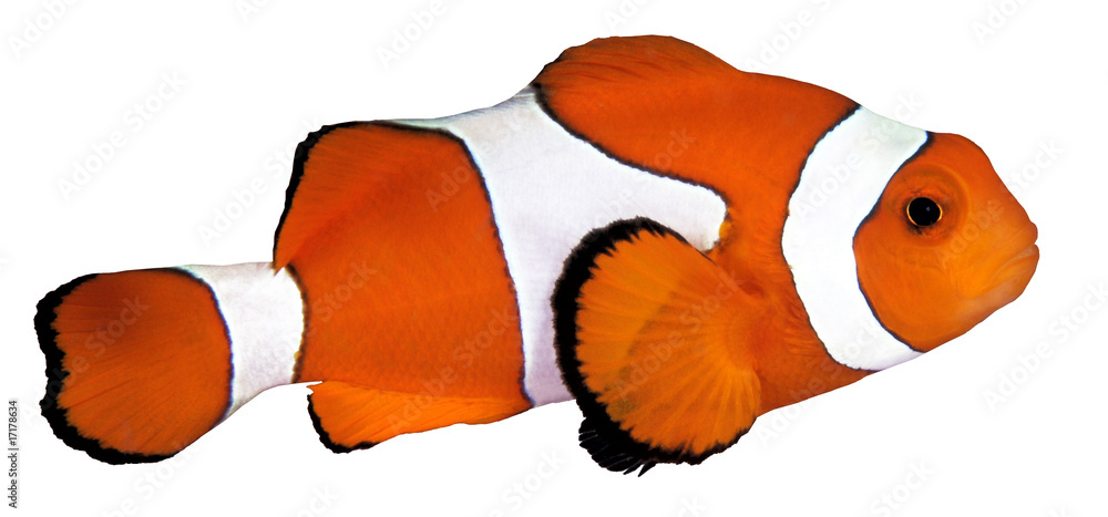 A colorful clown anemonefish isolated on white background - obrazy, fototapety, plakaty 