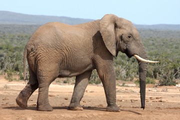 Wall Mural - african elephant bull