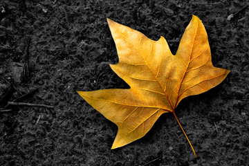 lone leaf