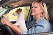 Jack Russell Terrier Enjoying a Car Ride
