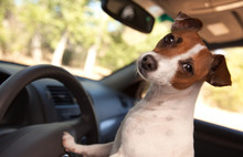 Jack Russell Terrier Enjoying A Car Ride
