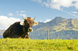 Kuh auf der Alpe