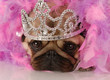 spoiled dog - adorable pug dressed up as a princess