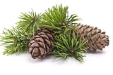 Fototapeta  - Siberian pine cones with branch