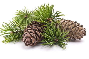 Siberian pine cones with branch