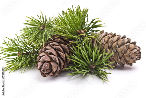 Fotomural Siberian pine cones with branch