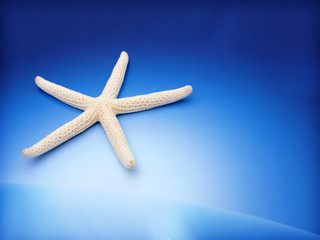 starfish on a blue background
