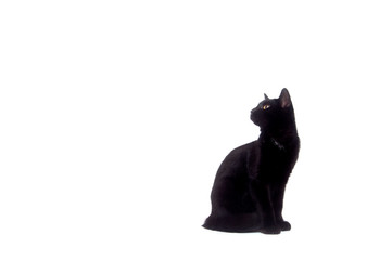 Wall Mural - Black cat on white background