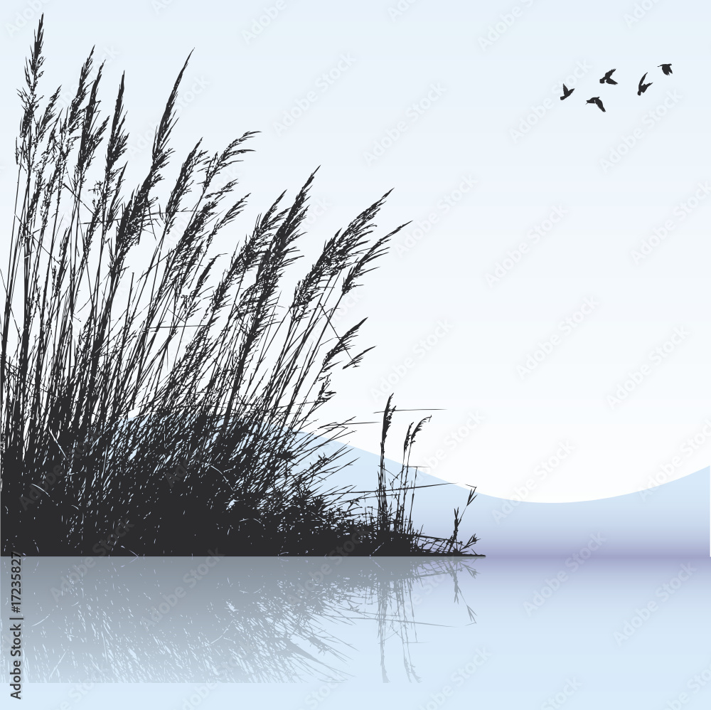 reeds in the water - obrazy, fototapety, plakaty 