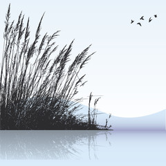 Plakat roślina trawa ptak