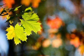 Wall Mural - Maple leaves