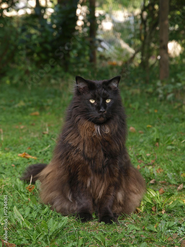 Chat Male De 10 Kg Adulte Maine Coon Buy This Stock Photo And Explore Similar Images At Adobe Stock Adobe Stock