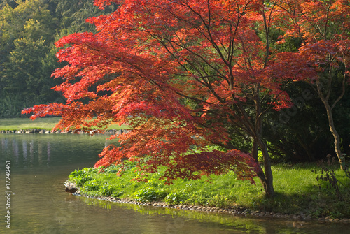 pomaranczowoczerwone-drzewo-jesienna-pora-nad-brzegiem-rzeki