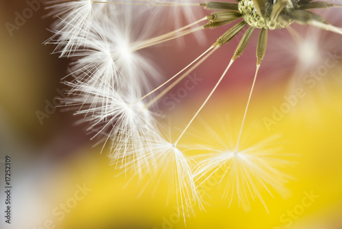 Obraz na płótnie canvas czteroczęściowy "tetraptyk" Dandelion z bliska