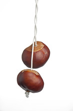 Conkers On String