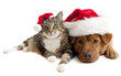 Cat and Dog with Santas Claus hats