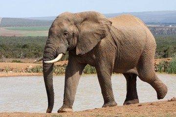 Wall Mural - african elephant at waterhole