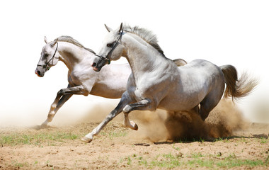 Canvas Print - two stallions in dust