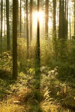 Coniferous Forest In The Morning In The Warm Glow Of The Sun