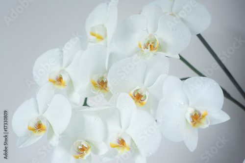 Naklejki storczyki  bukiet-bialych-orchidei-orchidaceae