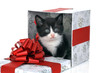 small cute kitten inside gift box as birthday present