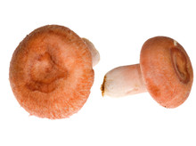 Two Bright Orange Mushrooms