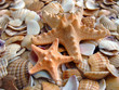 Starfishes against fragments of cockleshells