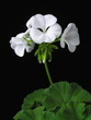 Pelargonium zonale hybrids (geranium)