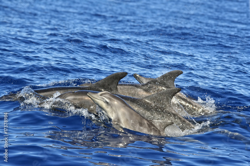 Board z aluminiowym obramowaniem Delfin szkoła
