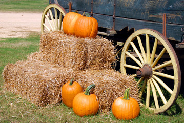 pumpkins