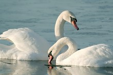 Romantic Couple Of Swans On The Lake At Sunrise