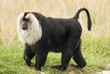 Lion-tailed Macaque(Macaca silenus),monkey