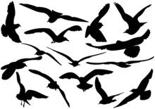 Flying Sea-gulls Vector Illustration