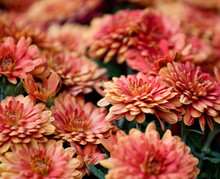 Beautiful Chrysanthemum Flowers Background