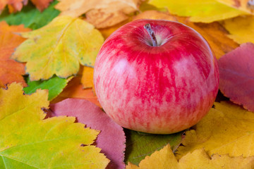 Red apple on autumn leaves