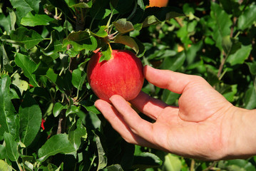 Poster - Apfel am Baum - apple on tree 47