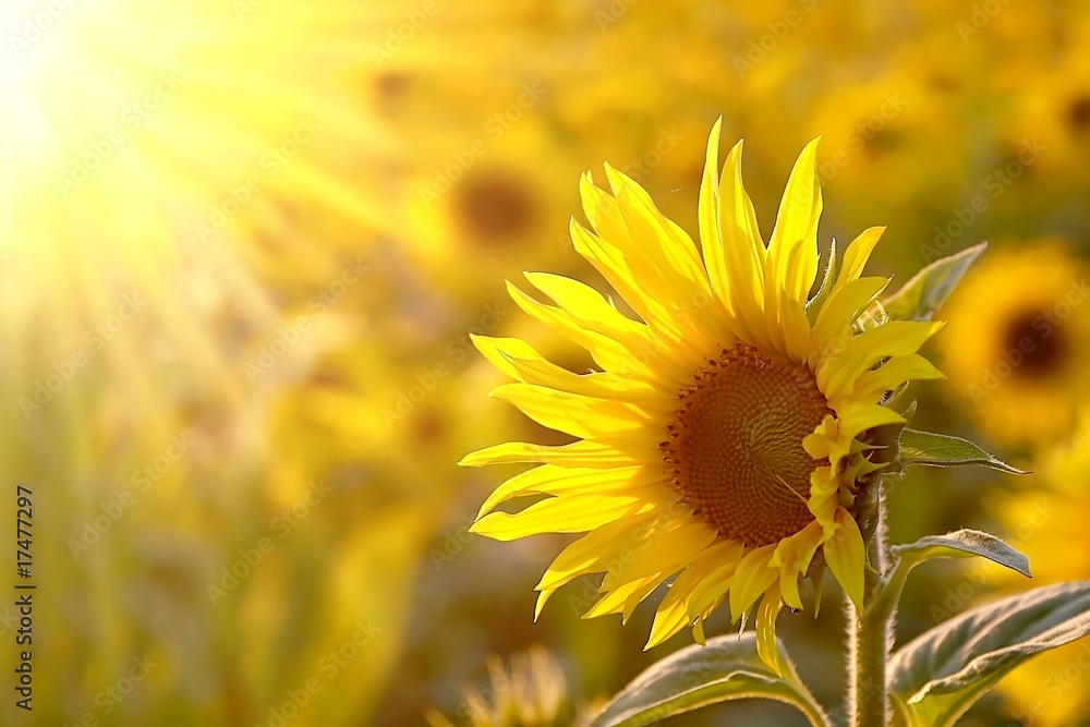 Sunflower on a meadow in the light of the setting sun - obrazy, fototapety, plakaty 