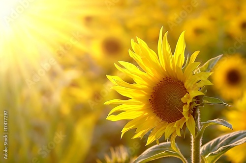 Obraz w ramie Sunflower on a meadow in the light of the setting sun