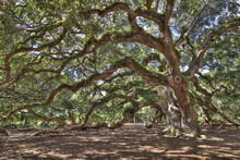 Ancient Live Oak Tree