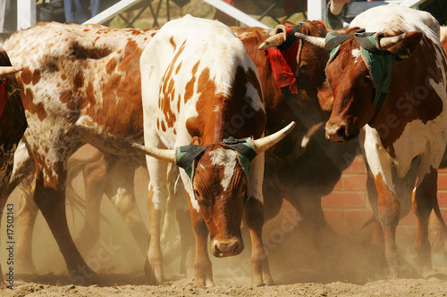 Naklejka samoprzylepna Byki rodeo