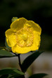 fiore giallo coperto di rugiada 6