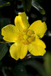 fiore giallo coperto di rugiada 3