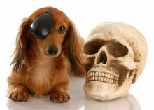 Miniature Dachshund Wearing Eye Patch Laying Beside Skull
