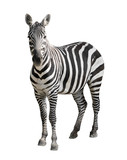 Fototapeta  - Zebra isolated on white